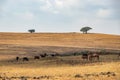 Camel grasing with cow near Salalah in Oman Royalty Free Stock Photo