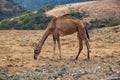 Camel grasing with cow near Salalah in Oman Royalty Free Stock Photo