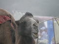 Camel gray-brown suit with harness in a foggy cloudy morning. The head of a camel on a background of fog. Royalty Free Stock Photo