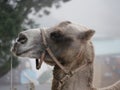 Camel gray-brown suit with harness in a foggy cloudy morning. The head of a camel on a background of fog. Royalty Free Stock Photo