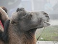 Camel gray-brown suit with harness in a foggy cloudy morning. The head of a camel on a background of fog. Royalty Free Stock Photo