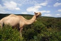 Camel grazing in Babile Elephant Reserve Royalty Free Stock Photo