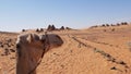 Camel with the Great Pyramid of Meroe, Sudan, Africa Royalty Free Stock Photo