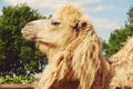 Camel on green grass, summer Royalty Free Stock Photo