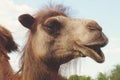 Camel on green grass, summer Royalty Free Stock Photo