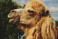 Camel on green grass, summer Royalty Free Stock Photo