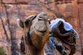 Camel from Guelte d`Archei oasis in Chad.