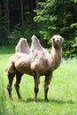 Camel Royalty Free Stock Photo