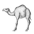 Camel. Hand drawn vector illustration. Can be used separately from your design. Line art style of drawing, hand made with ink pen.