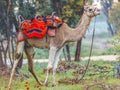 Camel in harness on a green glade with anemones Royalty Free Stock Photo