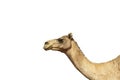 Camel head against white background Royalty Free Stock Photo
