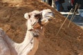 Camel Head Royalty Free Stock Photo