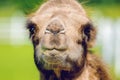 Camel head, Camelus bactrianus Royalty Free Stock Photo
