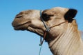 Camel head close up Royalty Free Stock Photo