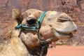 Camel head, close-up, in the background rocks in the desert of Wadi Rum, Jordan Royalty Free Stock Photo