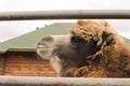 Camel head close up behind bars at the zoo Royalty Free Stock Photo