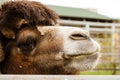 Camel head close up behind bars at the zoo Royalty Free Stock Photo