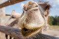 Camel head close-up Royalty Free Stock Photo