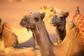 Camel head close-up portrait in sand dunes desert Royalty Free Stock Photo