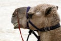 Camel head Royalty Free Stock Photo