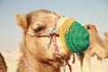 Camel Head 2