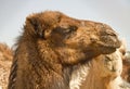 Camel Head 3 Royalty Free Stock Photo