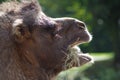 Camel Head Close-Up