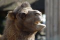 Camel Head Close-Up Royalty Free Stock Photo
