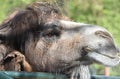 camel head close up in the zoo on a summer day Royalty Free Stock Photo