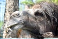 camel head close up in the zoo on a summer day Royalty Free Stock Photo