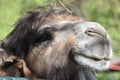 camel head close up in the zoo on a summer day Royalty Free Stock Photo