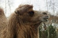 Camel head close upwith trees in the background Royalty Free Stock Photo