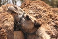 Camel head closeup Royalty Free Stock Photo