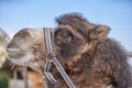 Camel Head closeup. Cute Camel with Harness Royalty Free Stock Photo