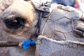 Camel head closeup Royalty Free Stock Photo