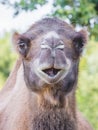 Camel head closeup on green vegetation background_ Royalty Free Stock Photo