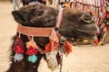 Camel head closeup portrait with colorful traditional harness in Royalty Free Stock Photo