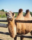 Camel head closeup portrait in farm Royalty Free Stock Photo