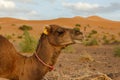 Camel head closeup portrait Royalty Free Stock Photo