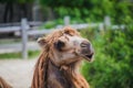 Camel head closeup portrait near the bushes Royalty Free Stock Photo