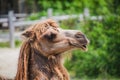 Camel head closeup portrait near the bushes Royalty Free Stock Photo