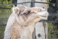 Camel head closeup portrait Royalty Free Stock Photo