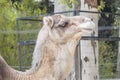 Camel head closeup portrait Royalty Free Stock Photo