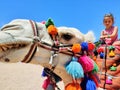 Camel head with colored mask