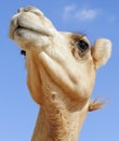 Closeup portrait of a Camel against clear blue sky