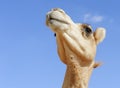 Portrait of a Camel Against Clear Blue Sky with Copy Space