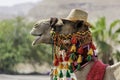 Camel head in festive harness close-up on blurred background Royalty Free Stock Photo