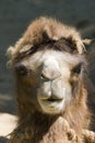 Camel head front Royalty Free Stock Photo