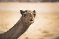 Camel head frontal view. D, viewesert animal