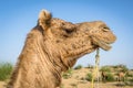 Camel head with a leash in close up view at the Thar desert, Rajasthan, India